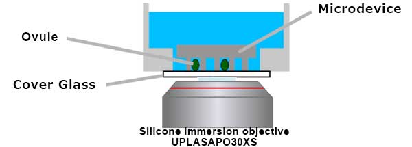 Figure 7: Schematic illustration of microdevice imaging with a silicone immersion objective.