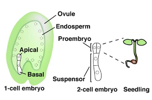 图1.拟南芥花和胚胎发生的示意图