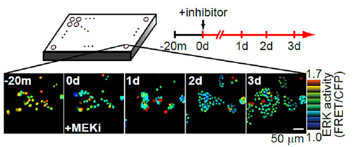 图2.将IX-ZDC Z轴漂移补偿器与多维度细胞生化分析系统结合使用