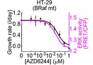 图3.HT-29细胞ERK活性和细胞生长速率对于MEK1 / 2抑制剂（AZD6244）的剂量依赖反应