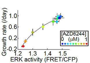 图4.HT-29细胞MEK1 / 2抑制剂（AZD6244）剂量依赖ERK活性与细胞生长速率之间的关系
