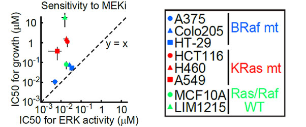 图5.多种癌细胞系ERK活性和细胞生长率的MEK1 / 2抑制剂（AZD6244）IC50值比较