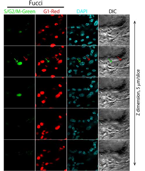 Figure 5: Observation of cells within a whole mouse placenta (sequential tomography).