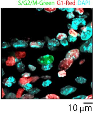 Figure 6: Merged image of placenta cells.