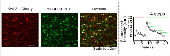 图2.非洲爪蟾卵母细胞在TIRF显微镜下以单分子水平表达的荧光蛋白Kv4.2-mCherry（左）和mEGFP-DPP10（中）图像。