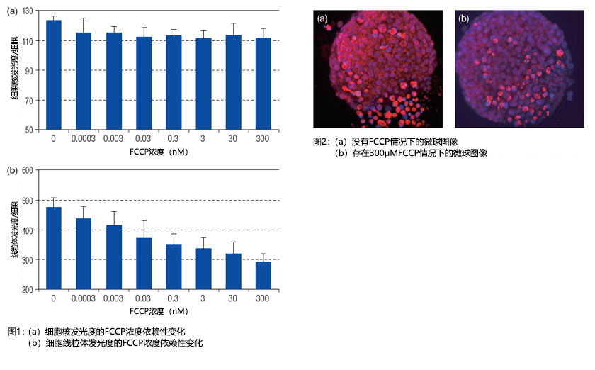 图1：（a）细胞核发光度的FCCP浓度依赖性变化 （b）细胞线粒体发光度的FCCP浓度依赖性变化  图2：（a）没有FCCP情况下的微球图像 （b）存在300μMFCCP情况下的微球图像