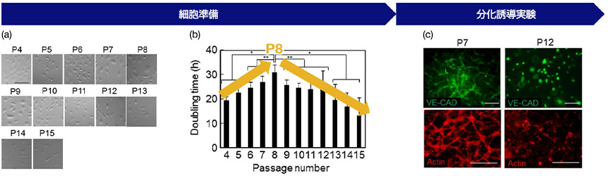 図３ (a)継代数ごとの細胞形態、 (b)継代数と増殖速度(Doubling time)の関係、(c)HUVECの血管形成能と継代数