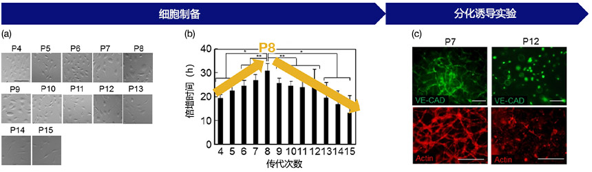 图3（a）通过传代次数表示的细胞形态：在每次传代记录图像数据，（b）传代次数与增长率之间的关系：其显示了P8处的增殖率发生变化，（c）HUVEC的血管生成潜力和传代次数：在P7处显示成功的血管生成，在P12处显示较差的血管生成