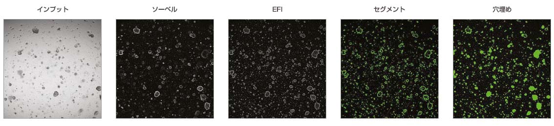 図1：マクロのプロセスとして記録したcellSens画像解析のステップ