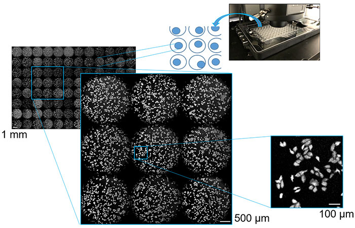 使用多点扫描发光成像技术在1 mm、500 µm和100 µM的多孔板中捕获的培养细胞
