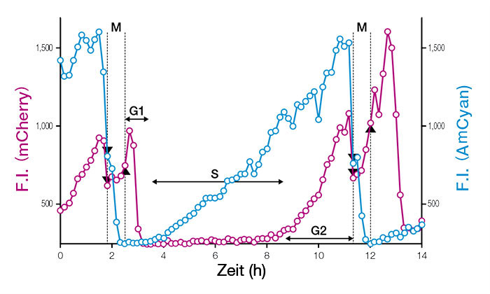 Abb. 3: Zeitprofile der Fluoreszenzintensitäten (F.I.) von Einzelzellkernen mit Expression von Fucci (CA) 2.1