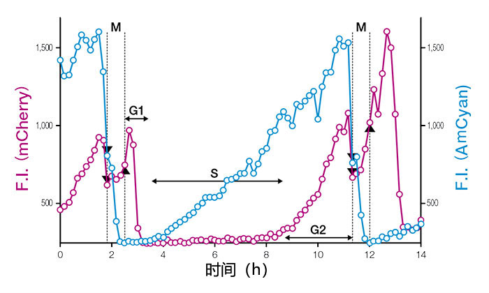 图3：表达Fucci（CA）2.1的单细胞细胞核荧光强度（F.I.）的时间变化曲线