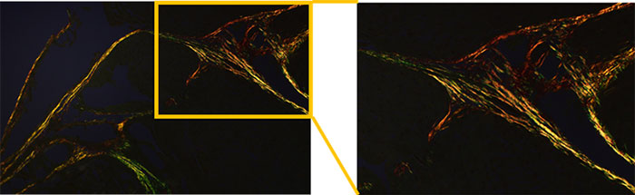 Figure 2: BX53 microscope equipped with the high luminosity and high color rendering LED