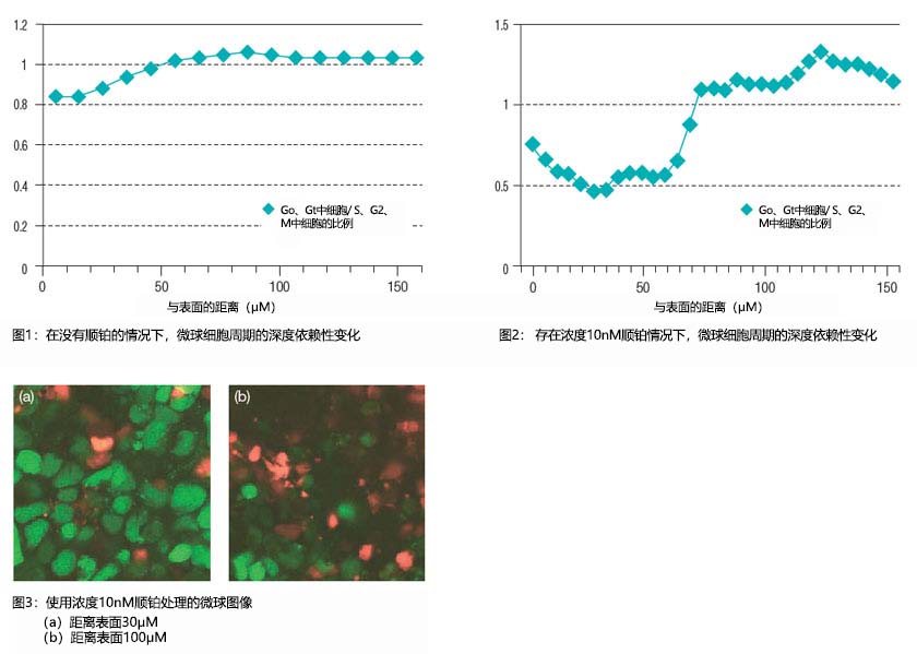 图1：在没有顺铂的情况下，微球细胞周期的深度依赖性变化 图2： 存在浓度10nM顺铂情况下，微球细胞周期的深度依赖性变化  图3：使用浓度10nM顺铂处理的微球图像