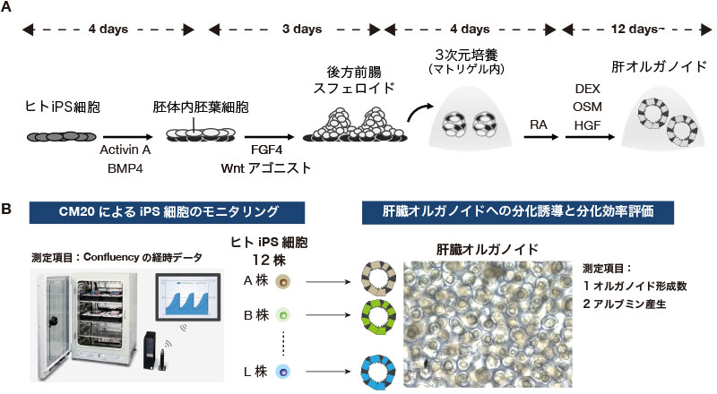 図１　ヒトiPS細胞の維持培養時のモニタリングと、肝臓オルガノイド分化効率の評価
