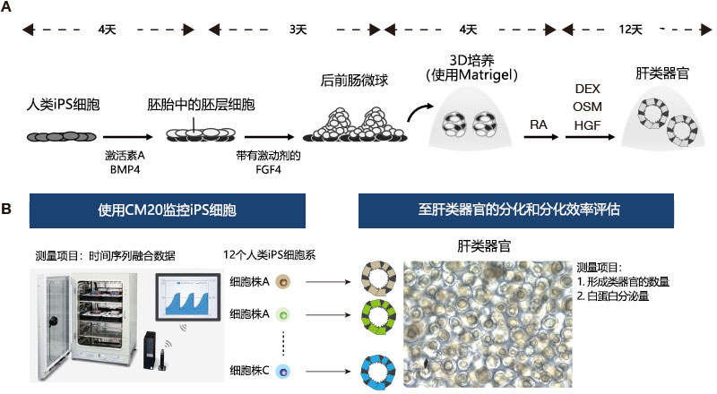 图1. 监控维持培养过程中的人类iPS细胞并评估肝类器官的分化效率。