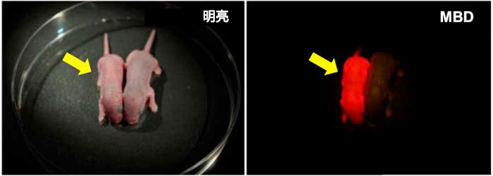 图1.用于甲基化DNA可视化的新生MethylRO小鼠（黄色箭头）。 在激发光照射时，整个身体会通过滤色片（右面板）发出红色光。