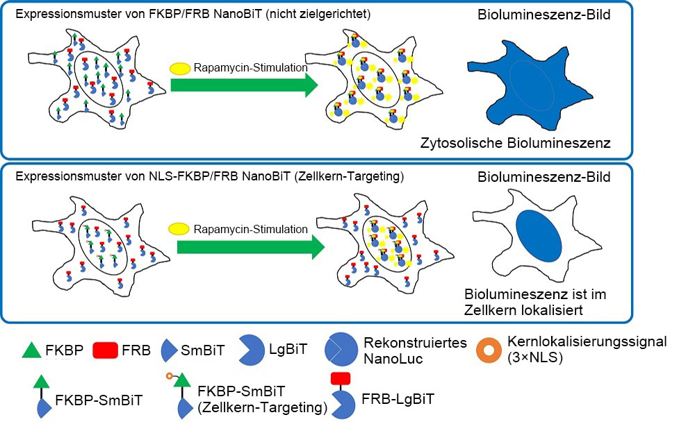 Abbildung 2: Intrazelluläre Lokalisierung von FKBP/FRB NanoBiT und NLS-FKBP/FRB NanoBiT.