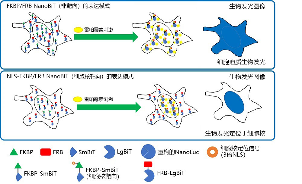 图 2.FKBP/FRB NanoBiT和NLS-FKBP/RRB NanoBiT的细胞内定位。