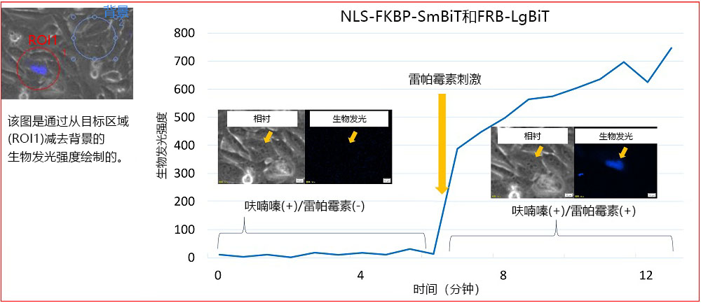 图 4.雷帕霉素刺激引起的NLS-FKBP/FRB生物发光强度变化