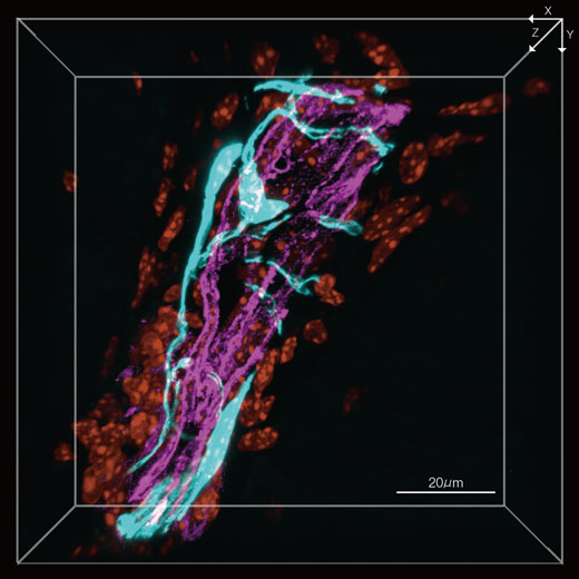 图1：感觉神经和周围脉管系统穿透胫骨骨骺椎孔（3D图像） 感觉神经（EYFP，青色），血管（Alexa Fluor 594，洋红色），细胞核（DAPI，橙色）