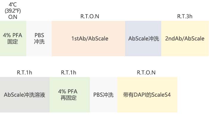 图2 F-PDO的免疫染色和透明化方案