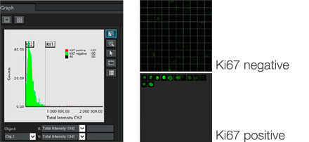 B. Ki67阳性/阴性细胞按Ki67强度排序。NoviSight软件可以在“图库视图”中显示已圈选出的细胞。