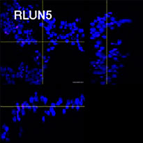 RLUN5