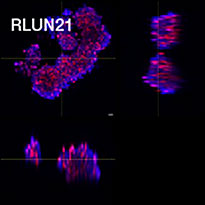 RLUN21