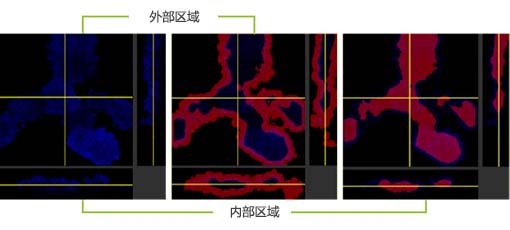 图4.药物分布的3D量化