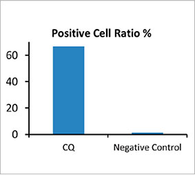 图2 D：细胞数量与对照的比率表明其具有比阈值更高的点状对象数量