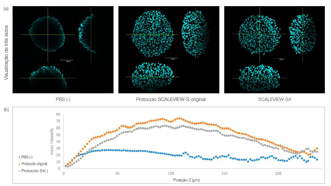 Fig. 1. Esferoides HT-29 limpos usando os protocolos SCALEVIEW-S e SCALEVIEW-S4. Ambos os protocolos podem limpar o esferoide.