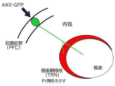 図1:前頭前野から視床網様核を通り視床へ入る軸索の図