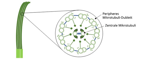 Abbildung 1: Schematische Darstellung des Aufbaus von Zilien.