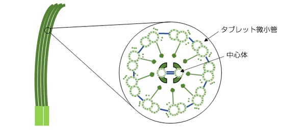 図1. 繊毛構造の模式図
