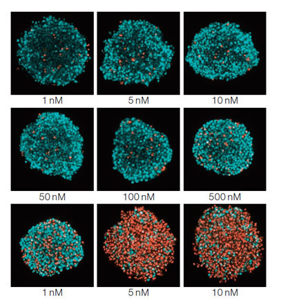 Figure 1: STS concentration-dependent dead cells/all cells images of spheroids*
