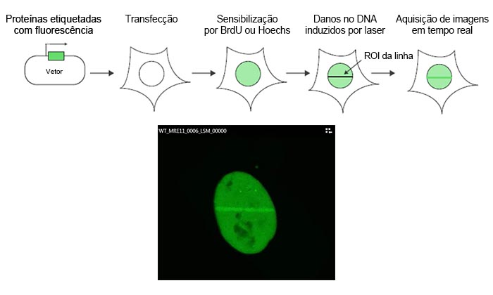 Figura 1: Representação esquemática do protocolo do experimento