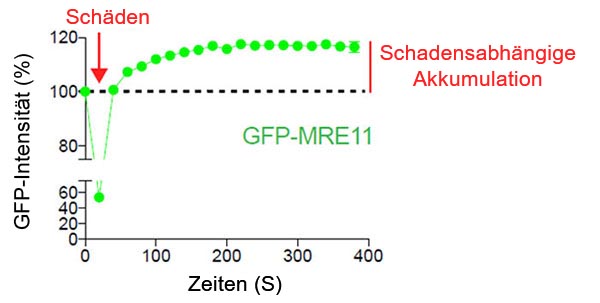 Abb. 2: Schadensabhängige Akkumulation von MRE11 an der DNA-Bruchstelle
