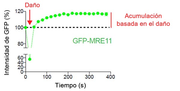 Figura 2: Acumulación de MRE11 basada en el daño en el punto de rotura del ADN