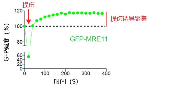 图2：损伤诱导MRE11在DNA断裂位点上聚集