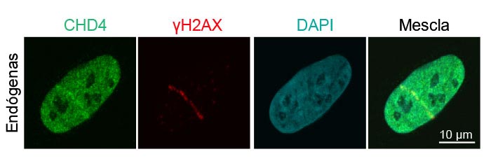 Figura 3: Recrutamento de proteínas endógenas para reparo de danos no DNA para quebras de hélice de DNA