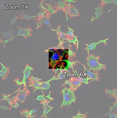 Figure 11. UPLXAPO40XO X Line objective (NA 1.40)