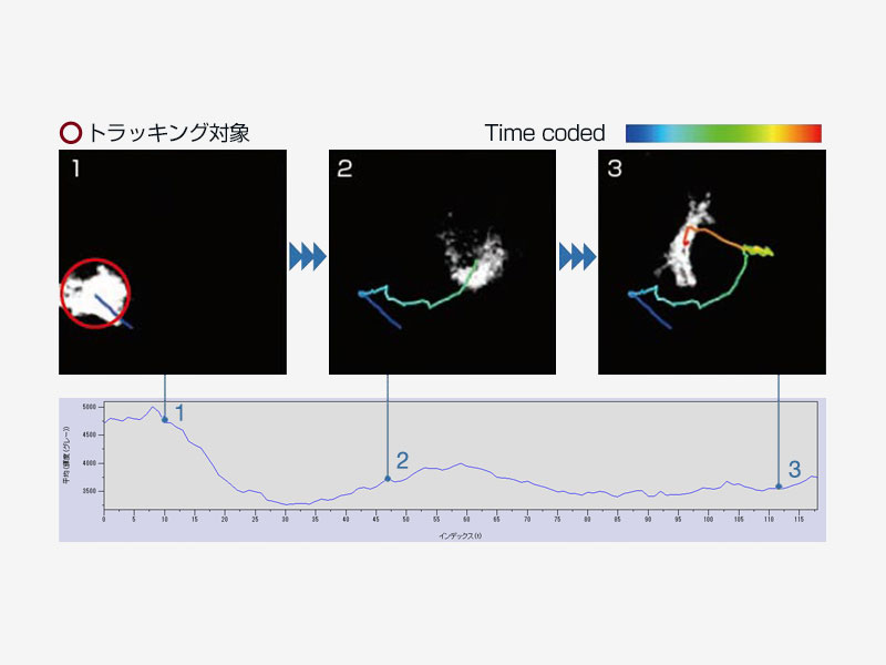 時間ごとの細胞の輝度変化