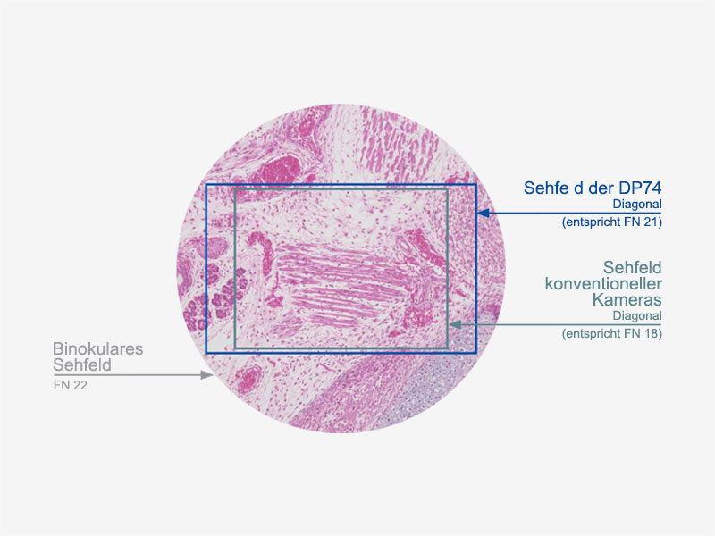 Mit das größte Sehfeld derzeit erhältlicher Kameras