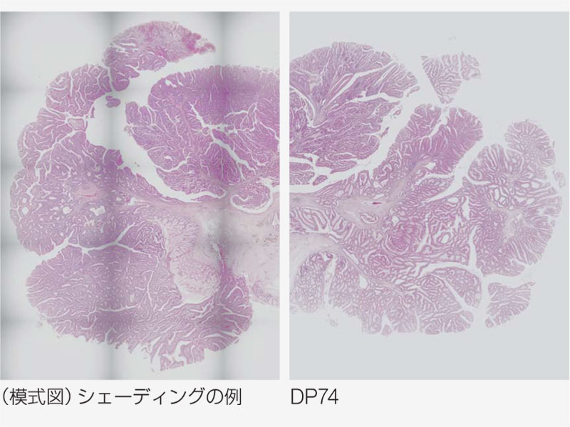 （模式図）シェーディングの例／DP74
