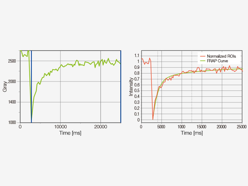 Example of FRAP analysis