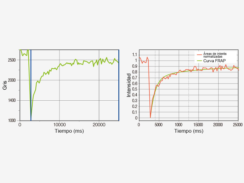 Ejemplo de análisis FRAP