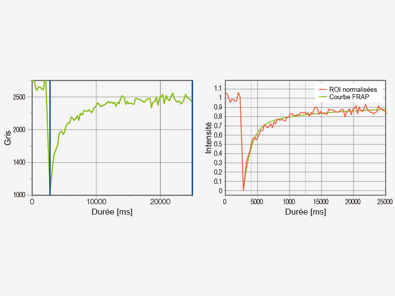 Exemple d’analyse FRAP