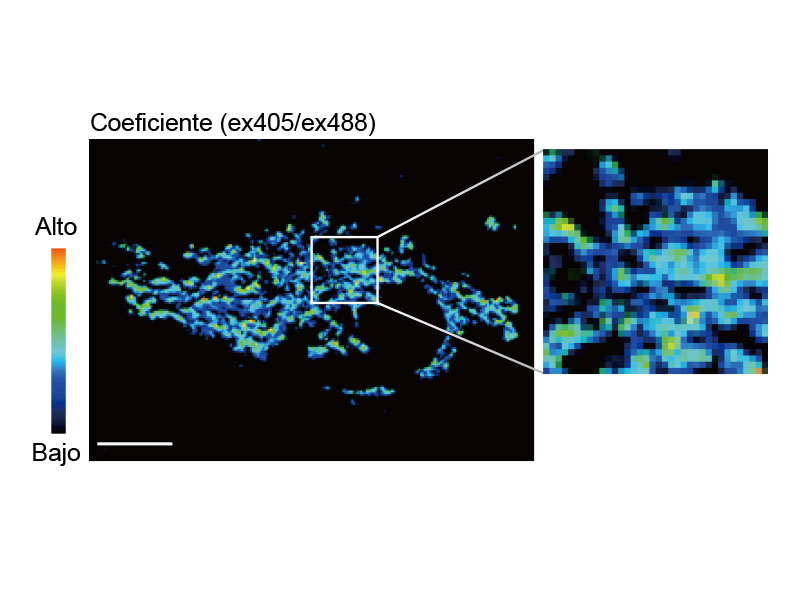 Antes del tratamiento CCCP