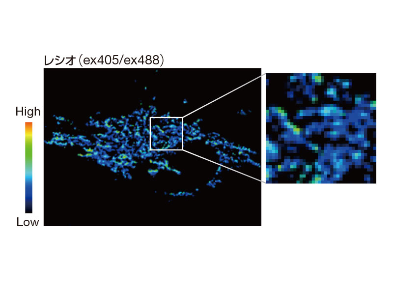 CCCP（脱共役剤）投与後